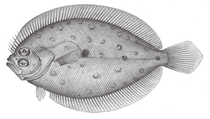 Pseudorhombus elevatus (高體斑鮃)縮圖