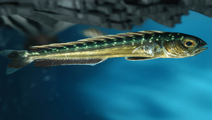 Coryphaena hippurus (鬼頭刀)-資源代表圖