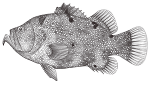 Pogonoperca punctata (斑點鬚鮨)縮圖