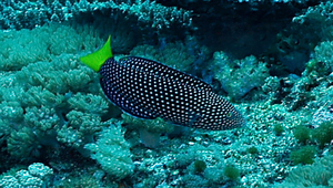 Anampses meleagrides (黃尾阿南魚)縮圖