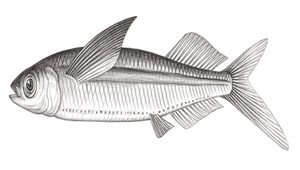 Oxyporhamphus micropterus micropterus (白鰭飛鱵)