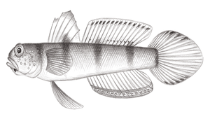 Amblyeleotris fontanesii (福氏鈍塘鱧)縮圖