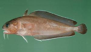 Lotella phycis (褐潯鱈)縮圖
