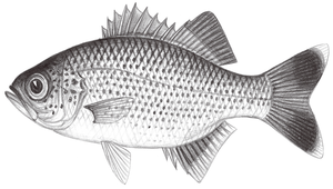 Kuhlia rupestris (大口湯鯉)縮圖