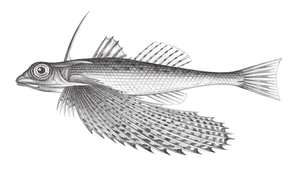 Dactyloptena peterseni (皮氏飛角魚)縮圖
