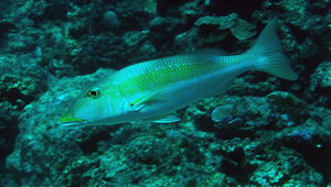 Lethrinus xanthochilus (黃唇龍占魚)縮圖
