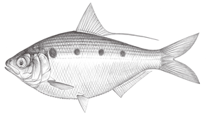 Clupanodon thrissa (盾齒鰶)縮圖