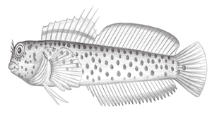 Laiphognathus multimaculatus (多斑寬頜鳚)縮圖