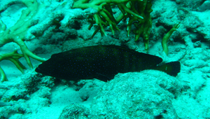 Cephalopholis argus (斑點九刺鮨)縮圖