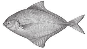 Parastromateus niger (烏鯧)-資源代表圖