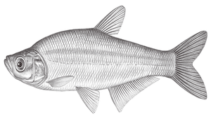 Chanodichthys erythropterus (紅鰭鮊)縮圖