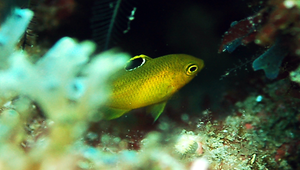 Stegastes obreptus (斑棘高身雀鯛)縮圖