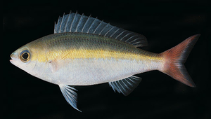 Pentapodus aureofasciatus (黃帶錐齒鯛)縮圖
