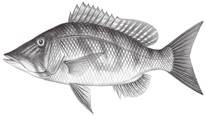 Lethrinus olivaceus (尖吻龍占魚)縮圖
