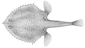 Solocisquama stellulata (星點梭羅蝠魚)縮圖