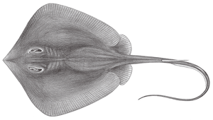Dasyatis laevigata (光魟)縮圖