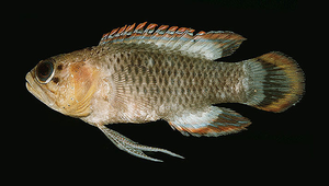 Plesiops oxycephalus (尖頭七夕魚)