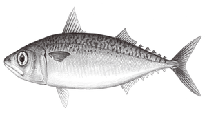 Scomber japonicus (白腹鯖)縮圖