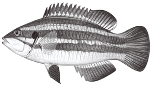 Bodianus masudai (益田氏狐鯛)