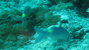 Parupeneus cyclostomus (圓口海緋鯉)縮圖