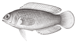 Pseudochromis luteus (灰黃擬雀鯛)-資源代表圖