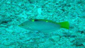 Halichoeres hortulanus (雲斑海豬魚)縮圖