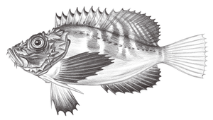 Minous quincarinatus (五脊虎鮋)縮圖