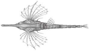 Pegasus volitans (飛海蛾魚)縮圖