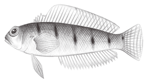 Parapercis muronis (牟婁擬鱸)縮圖