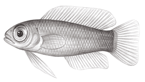 Amsichthys knighti (奈氏魚雀鯛)縮圖