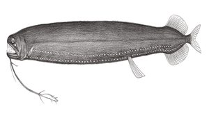 Leptostomias robustus (強壯纖巨口魚)縮圖