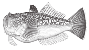 Uranoscopus japonicus (日本鰧)縮圖