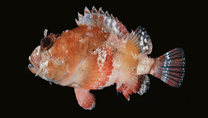 Scorpaenopsis cotticeps (杜父擬鮋)縮圖