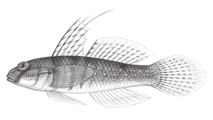 Exyrias puntang (縱帶鸚鰕虎)縮圖