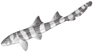 Chiloscyllium punctatum (點紋狗鯊)縮圖
