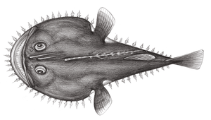 Lophiodes mutilus (大眼擬鮟鱇)縮圖