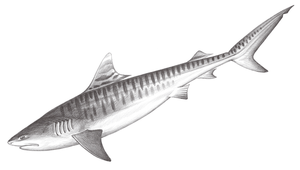 Galeocerdo cuvier (鼬鯊)縮圖