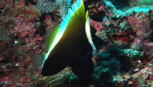 Heniochus varius (黑身立旗鯛)縮圖