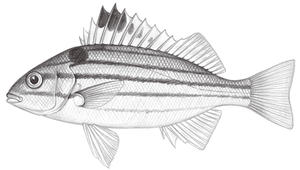 Pelates quadrilineatus (四帶牙鯻)