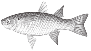 Oedalechilus labiosus (角瘤唇鯔)縮圖