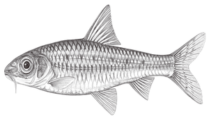 Squalidus iijimae (飯島氏銀鮈)