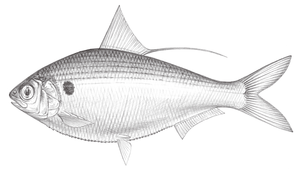 Konosirus punctatus (窩斑鰶)縮圖