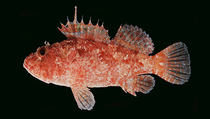 Iracundus signifer (斑點紅鮋)縮圖