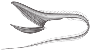 Eurypharynx pelecanoides (寬咽魚)縮圖