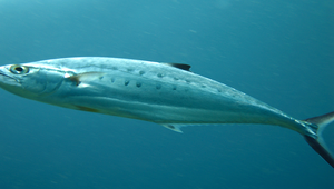 Scomberoides lysan (逆鈎鰺)縮圖