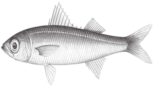 Emmelichthys struhsakeri (史氏諧魚)縮圖