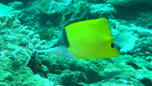 Forcipiger flavissimus (黃鑷口魚)-資源代表圖