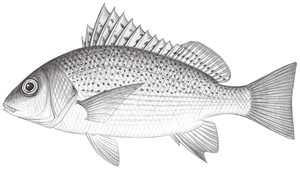 Pomadasys argenteus (銀雞魚)縮圖