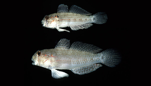 <i>Gnatholepis anjerensis </i> (頜鱗鰕虎)系列照片