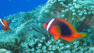 Amphiprion frenatus (白條雙鋸魚)-資源代表圖